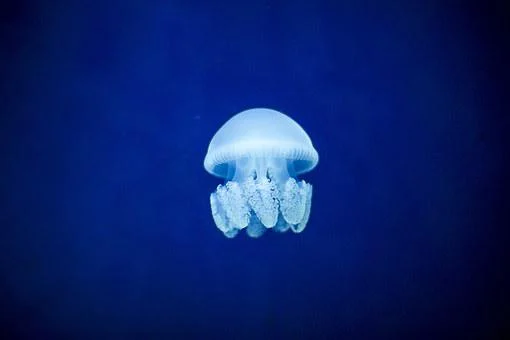 jellyfish
