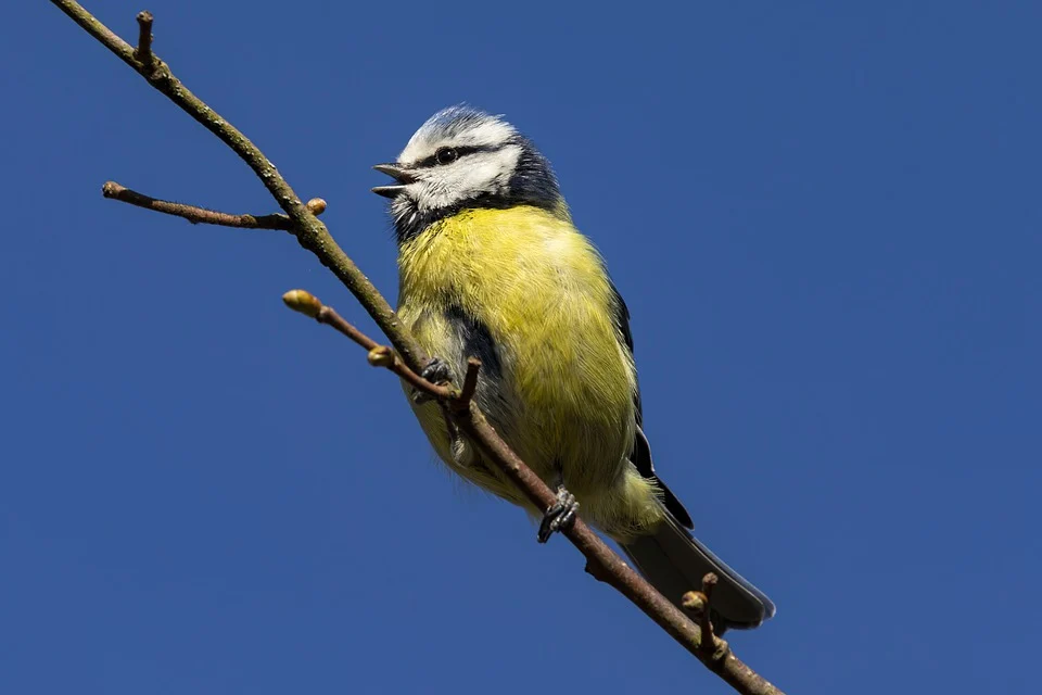 bird