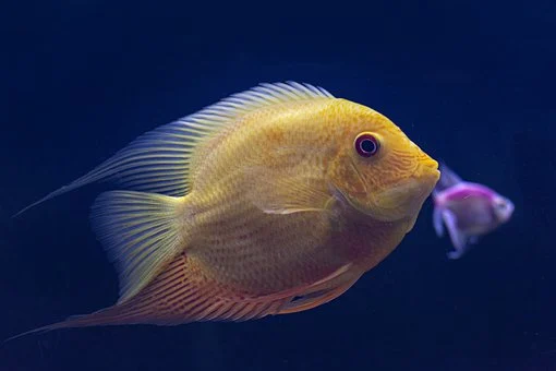 fish